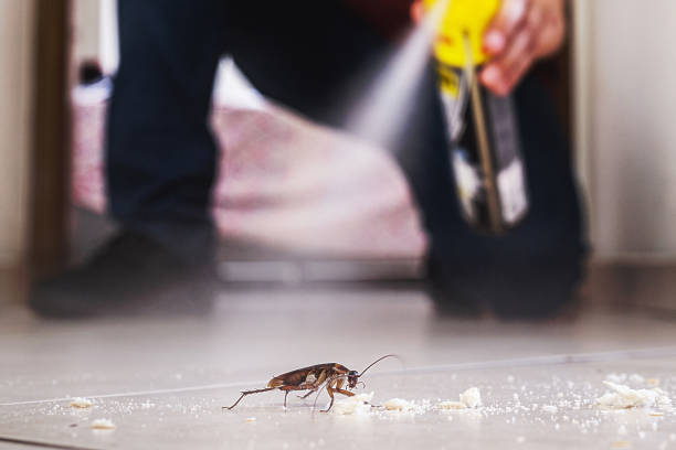 Trusted Pinole, CA Pest Control Experts